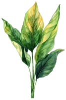 Canna Leaf, Watercolor tropical Border, watercolor illustration, png