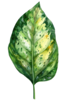 Dieffenbachia Leaf, Watercolor tropical Border, watercolor illustration, png