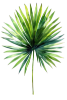 Palm Leaf, Watercolor tropical Border, watercolor illustration, png