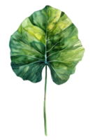 alocasia blad, waterverf tropisch grens, waterverf illustratie, png