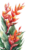 heliconia feuille, aquarelle tropical frontière, aquarelle illustration, png