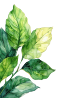 Calathea blad, vattenfärg tropisk gräns, vattenfärg illustration, png