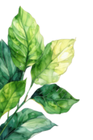 Calathea foglia, acquerello tropicale confine, acquerello illustrazione, png