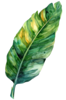 Ti Plant Leaf, Watercolor tropical Border, watercolor illustration, png