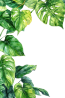 kluvna blad filodendron, vattenfärg tropisk gräns, vattenfärg illustration, png