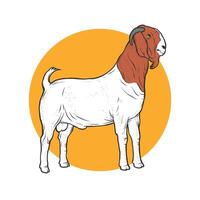 Hand drawn illustration of male boer goat. Suitable for design element of boer goat breeding and farm. vector