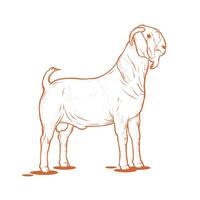 Hand drawn boar goat. llustration of male boer goat. Suitable for goat farm mascot and breeding design element. vector