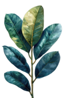 Rubber Plant Leaf, Watercolor tropical Border, watercolor illustration, png