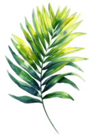 Areca Palme Blatt, Aquarell tropisch Grenze, Aquarell Illustration, png