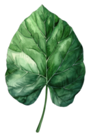 Elephant Ear Leaf, Watercolor tropical Border, watercolor illustration, png