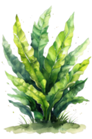 asplenium hoja aves nido helecho, acuarela tropical borde, acuarela ilustración, png