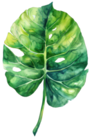 filodendro folha, aguarela tropical fronteira, aguarela ilustração, png