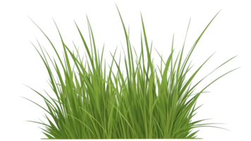 Gras Clip Art mit transparent Hintergrund png