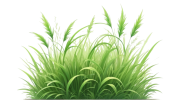 gras clip art met transparant achtergrond png