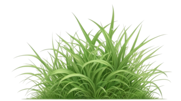 herbe clipart avec transparent Contexte png