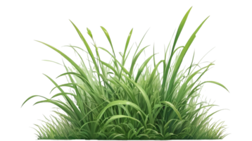 gras clip art met transparant achtergrond png