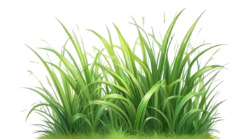 gras clip art met transparant achtergrond png