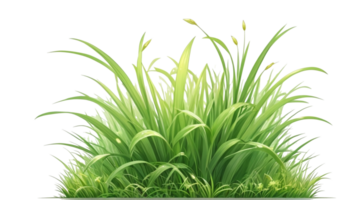 gras clip art met transparant achtergrond png