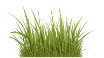 Gras Clip Art mit transparent Hintergrund png