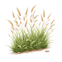 gras clip art met transparant achtergrond png