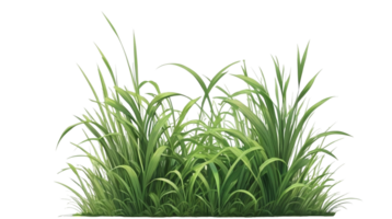 Gras Clip Art mit transparent Hintergrund png