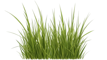 Gras Clip Art mit transparent Hintergrund png