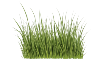 Gras Clip Art mit transparent Hintergrund png