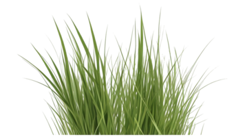 herbe clipart avec transparent Contexte png