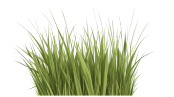 herbe clipart avec transparent Contexte png