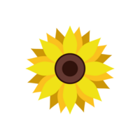 Yellow sunflower. Sunflower silhouette text frame Isolated png