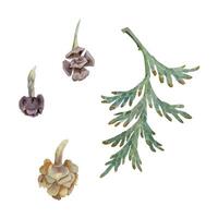 Thuja juniper conifer branch with needles, cone. Hand drawn watercolor botanical illustration. Single object isolated white background. Design wedding, love cards, florist shop, Christmas bouquet. vector