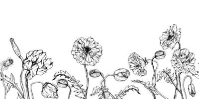 mano dibujado gráfico botánico ilustración flores hojas. rojo amapola papaver, tallos brotes vainas de semillas. sin costura bandera aislado blanco antecedentes. diseño boda, tarjetas, remembranza día papelería vector