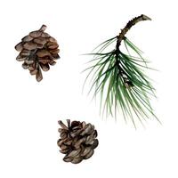 Fir pine tree spruce conifer branch with needles, cone. Hand drawn watercolor botanical illustration. Single object isolated white background. Design wedding, love cards, florist shop, bouquet. vector