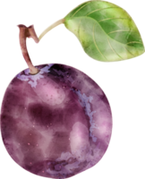 Prune fruit watercolor illustration png