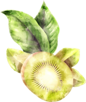 kiwi fruta aguarela ilustração png