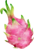 Dragon fruit watercolor illustration png