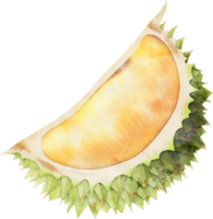 Durian Obst Aquarell Illustration png