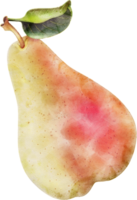 Pear fruit watercolor illustration png