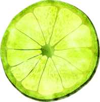 citron vert fruit aquarelle illustration png