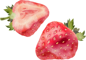 illustration aquarelle de fraise png