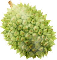 durian fruta aguarela ilustração png