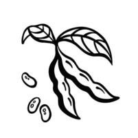 A branch with ripe soybean or pea pods. Sketch Outline Illustration vector