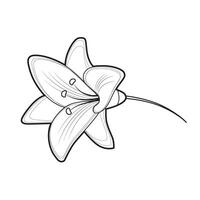 Lilia on a white background. Isolated illustration in line art style. vector