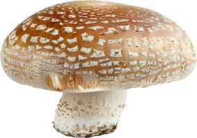 Close-up of Brown Mushroom. png