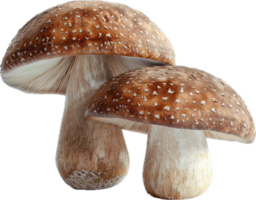 Close-up of Brown Mushroom. png