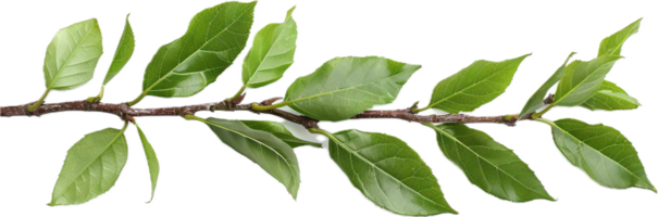 Branch with Glossy Green Leaves. png