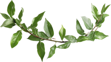 Branch with Glossy Green Leaves. png