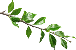 Branch with Glossy Green Leaves. png