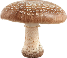 Close-up of Brown Mushroom. png