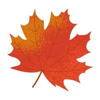 Red autumn maple leaf isolated on white. Flat illustration with grain texture vector